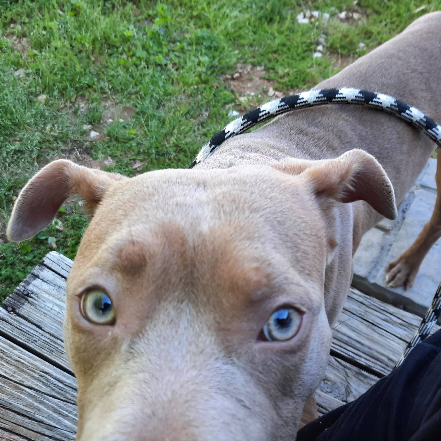 Dog enjoying outdoor exercise